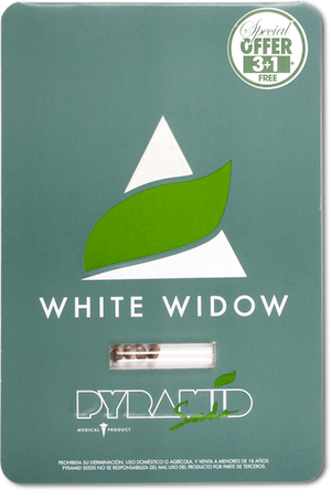 Семена конопли White Widow (PS)