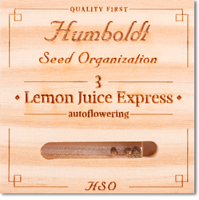 Семена конопли Lemon Juice Express Auto