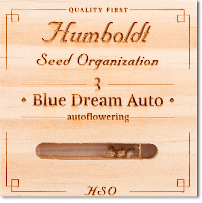 Семена конопли Blue Dream Auto
