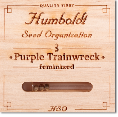 Семена конопли Purple Trainwreck