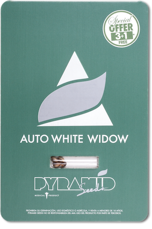 Семена конопли Auto White Widow (PS)